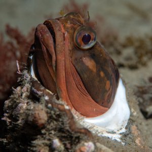 Topaz Deep DSC_9058.jpg