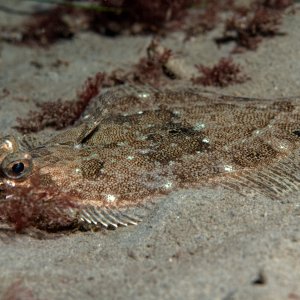 Topaz Deep DSC_9066.jpg