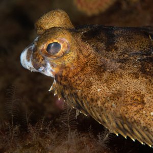 Media '55221095679_ab3cfcb178_k.jpg' in album 'Diving from No Pressure'