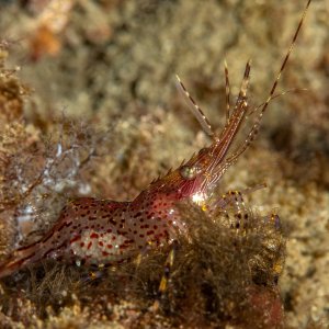 Media '55221234730_c8407048c6_k.jpg' in album 'Diving from No Pressure'