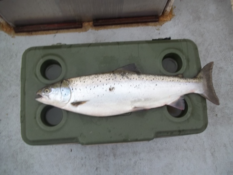 07/14/2015
1st Atlantic Salmon of the year-only 8# but they sure fight. About 1/2 hour earlier I had one hit and nearly tore my rod holder  off the boat , but the line broke at the split ring. FUN!