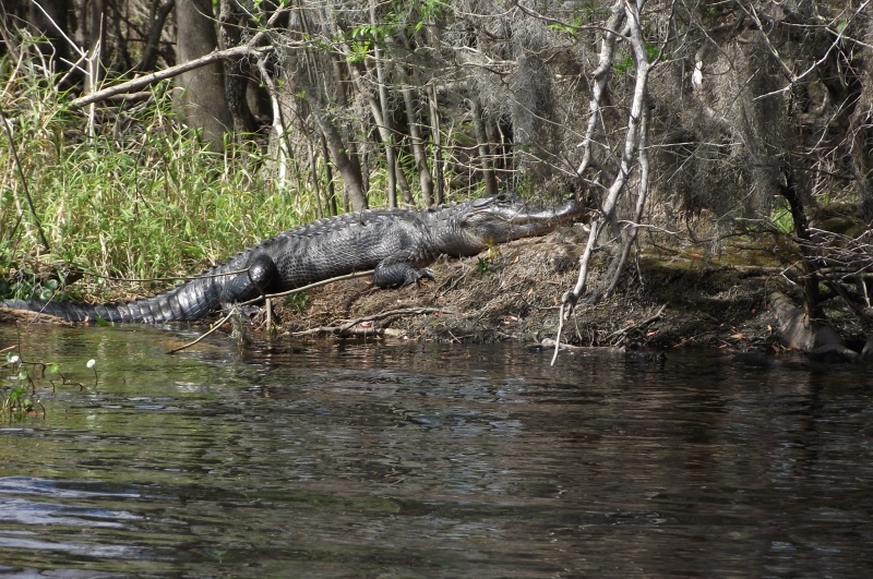 089NorrisDeadRiverAlligator