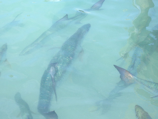 100"s huge Tarpons at Robbies Dock, Est 200 lbs