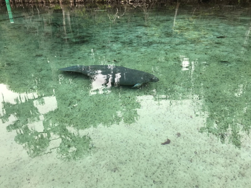 123SilverGlenSpringsManatee