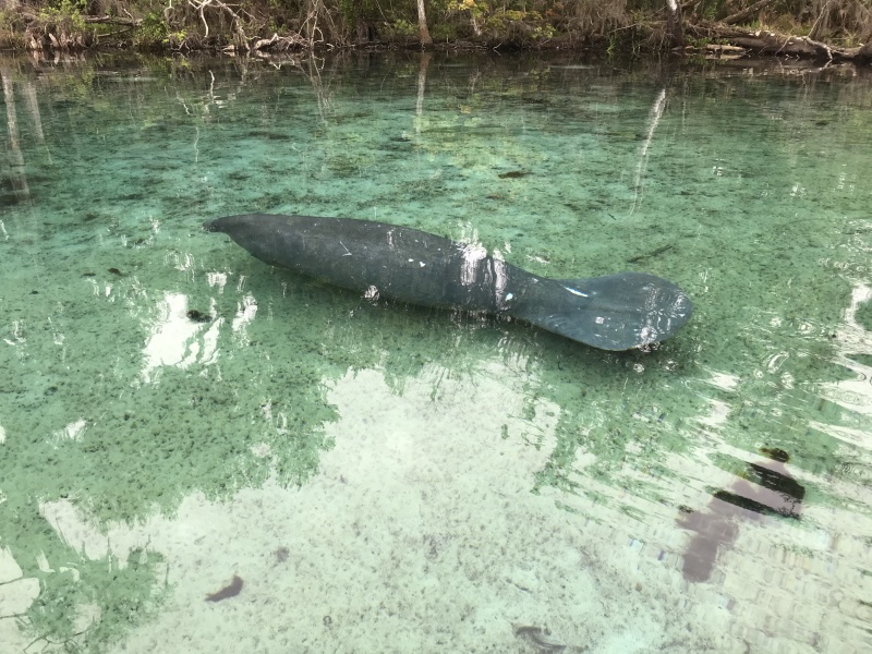 124Manatee