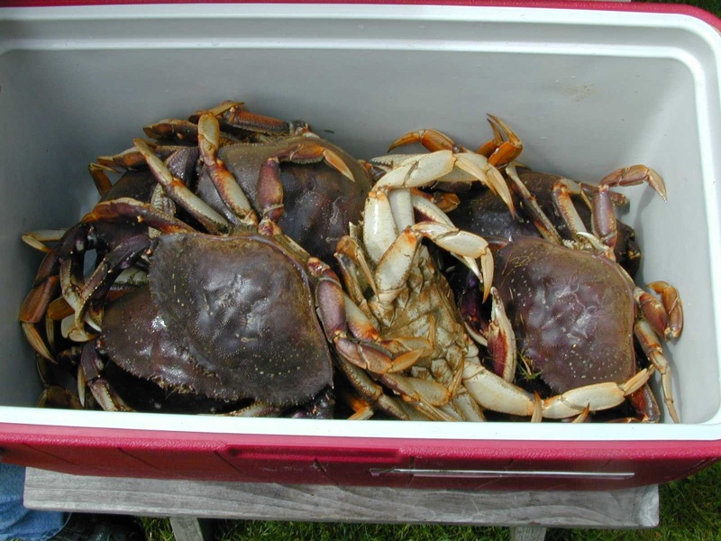 15 crab per hour, 7/16/05(Mason C. Bailey)