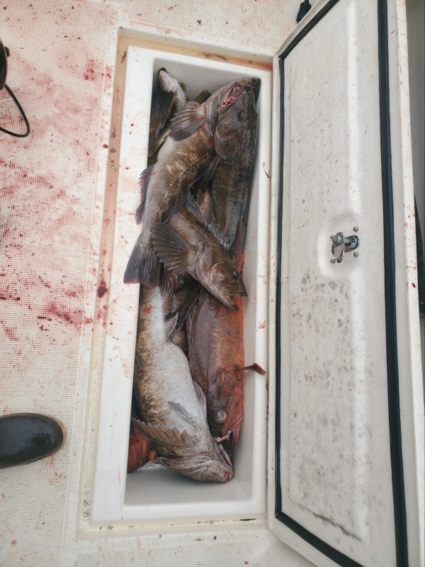 17 lb ling
