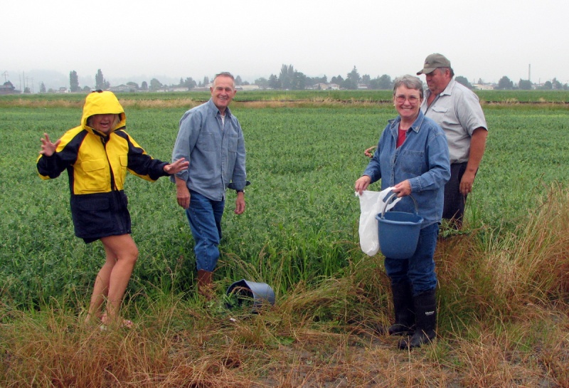 18 July Stanwood, WA
Another pea pickin' photo