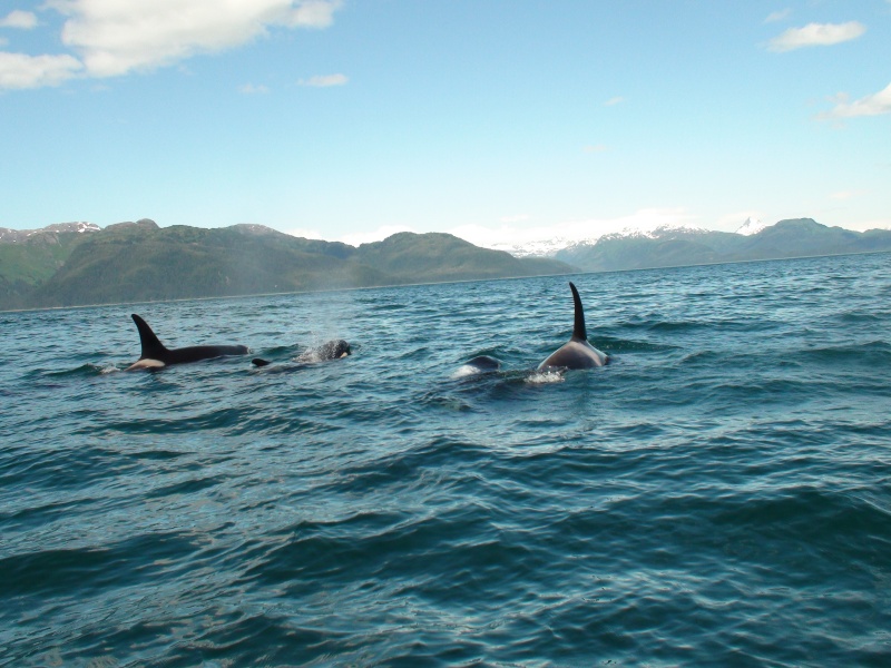 2 female orcas & their calves.  One swam under the boat