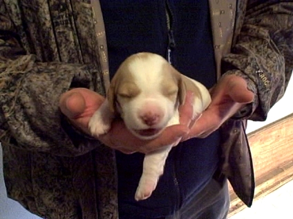 2 weeks Sadie Lady Bird