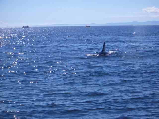 20050717i Killer Whale