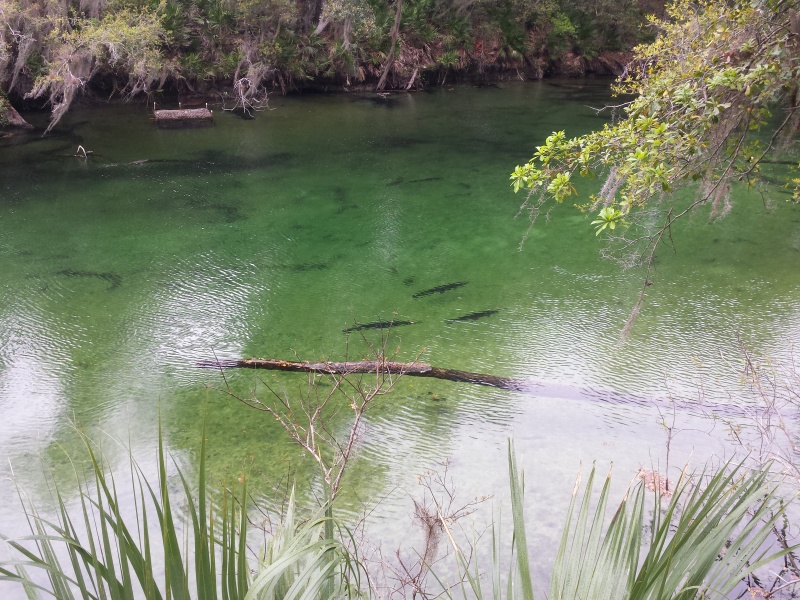 2015-03-06 Manatees gone, just gar and other fish remain at Blue Springs.