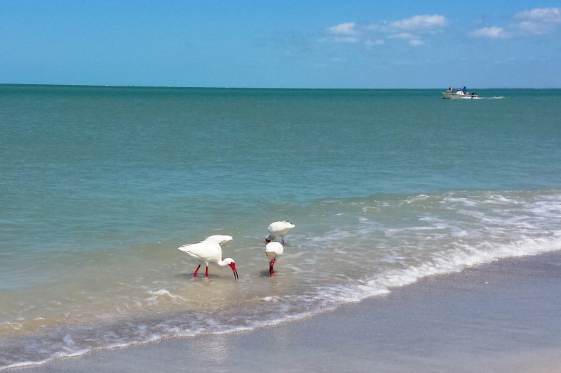 33.) Ibis feeding at Cayo Costa beach.