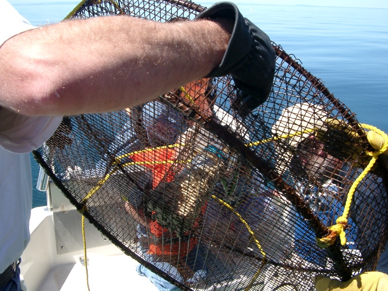 36\" shrimp trap