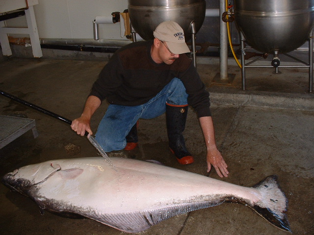 (416rigby) 200 pounder