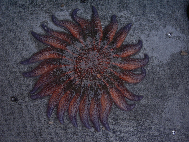 (416rigby) 22 arms on this star