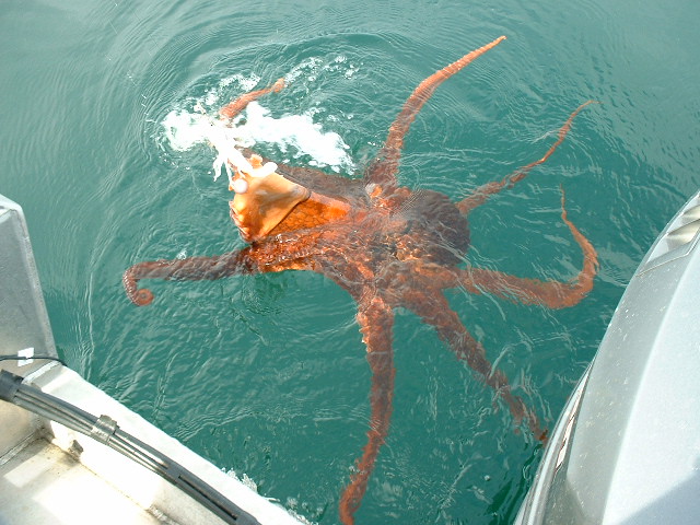 (416rigby) He stole our bait!