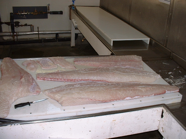 (416rigby) Meat from 200 pounder
