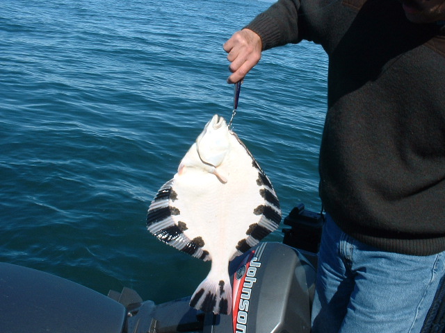 (416rigby) Starry Flounder bottom