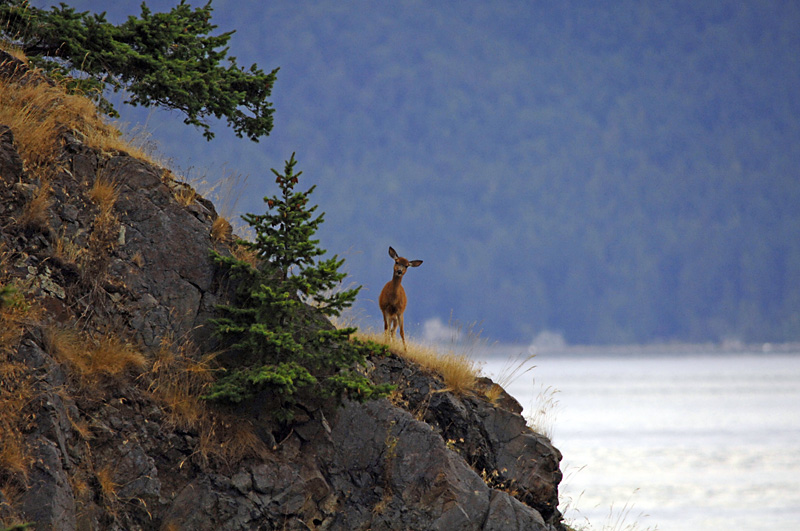4589 James Island miniature deer