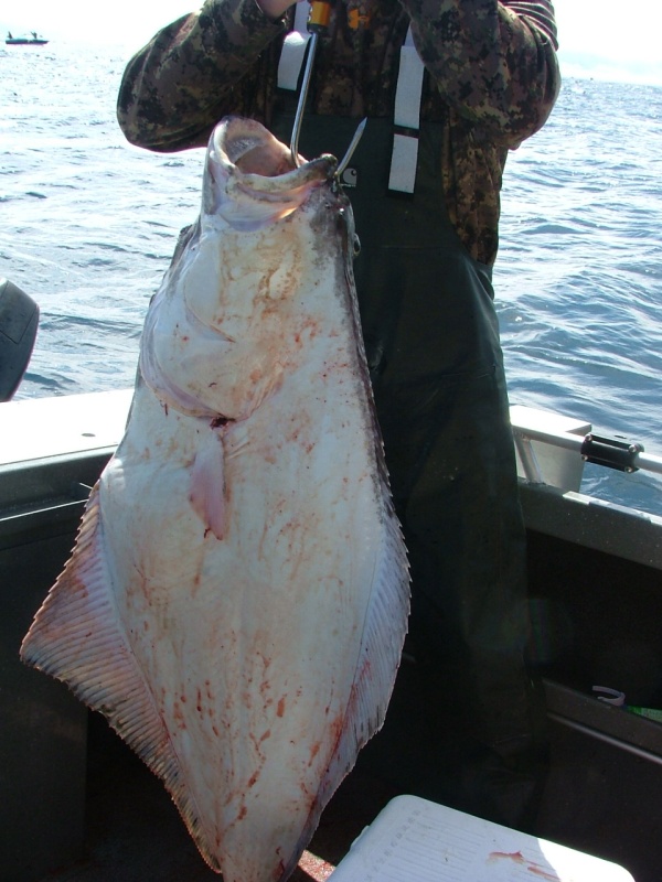 48\" Halibut 2011