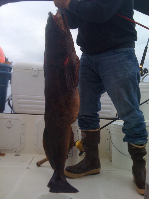 58" Ling Cod