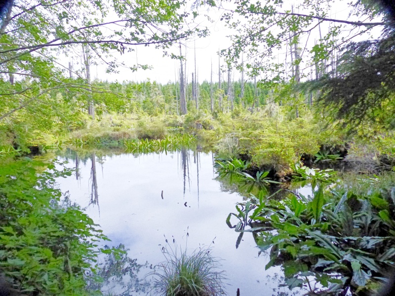 68 Visiting Alert Bay swamps an top of the hill