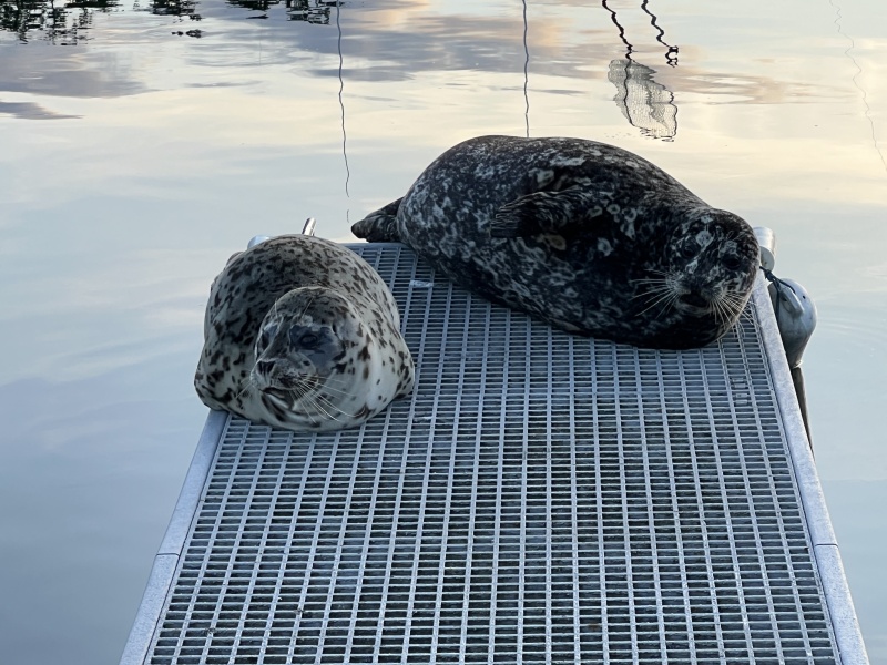 699FridayHarborSeals