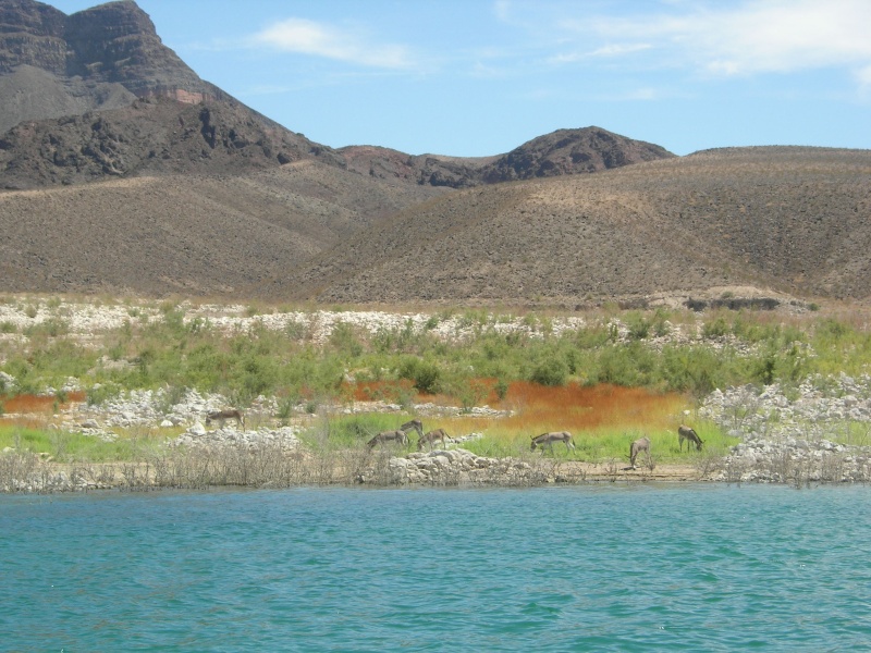 7 Donkeys appeared just off where we were anchored.  First we heard the "He Haws" louder and louder.. then there they were.  No sighting of Dall Sheep though