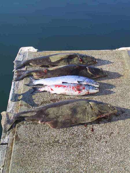 8.3 hali & salmon.JPG