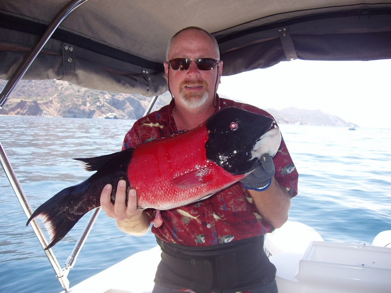 9lb Sheepshead caught at Santa Barbara Island on Big Hammer plastic swim bait (5" kelp critter).