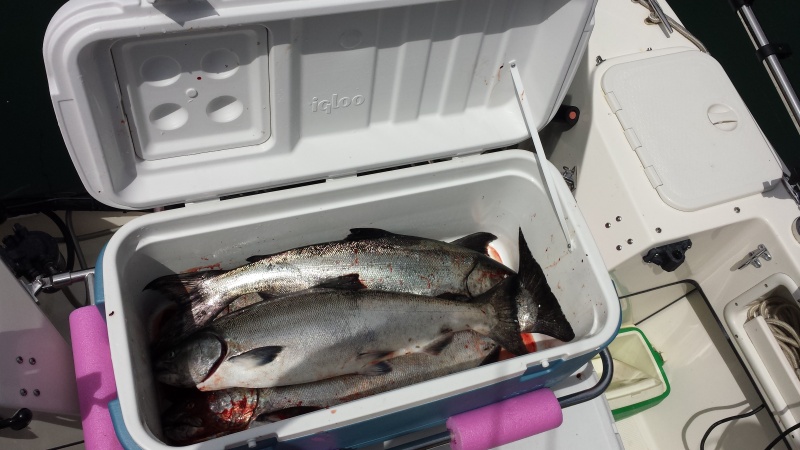 A boxful of "Springs".  First day 4 fish before check-in at Critter Cove!