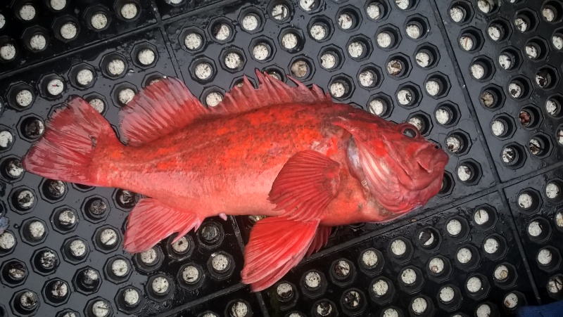 A canary rockfish.