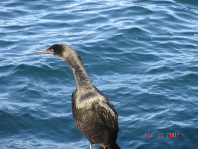 A cute little guy that stayed on the dock with us (well, that is until he landed on the top of C-YA)