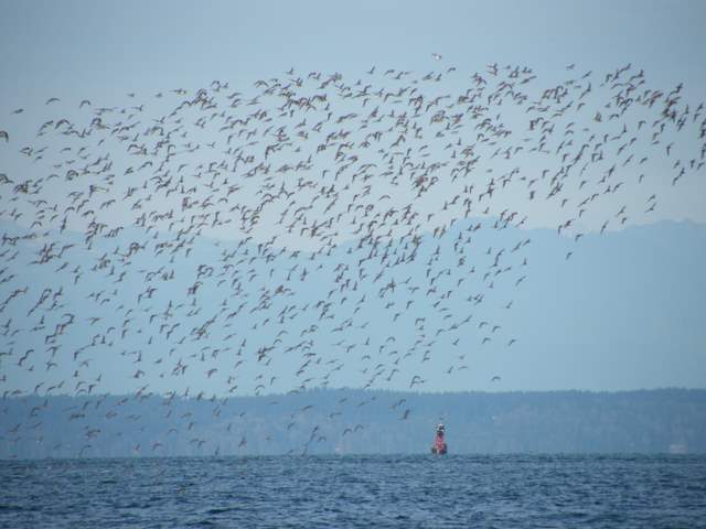 A flock of unidentified sandpipers, (known as "Peeps") kept me mesmerized with their tight formation flying.