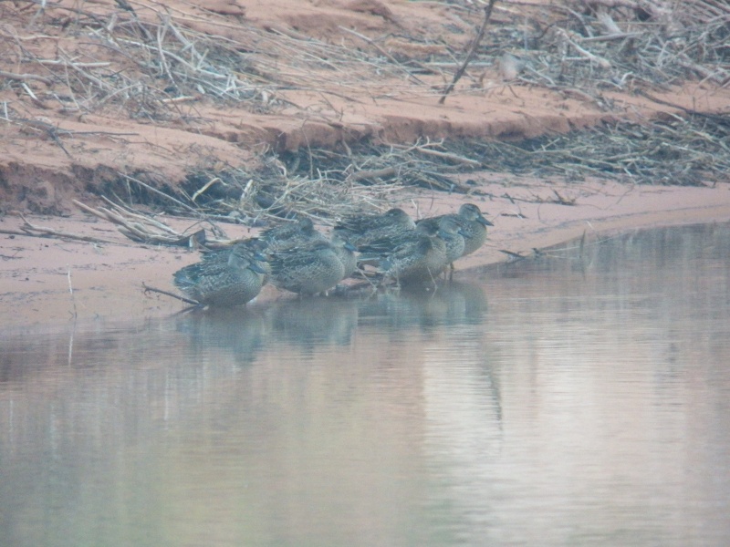 A gaggle of gadwalls join me for breakfast.