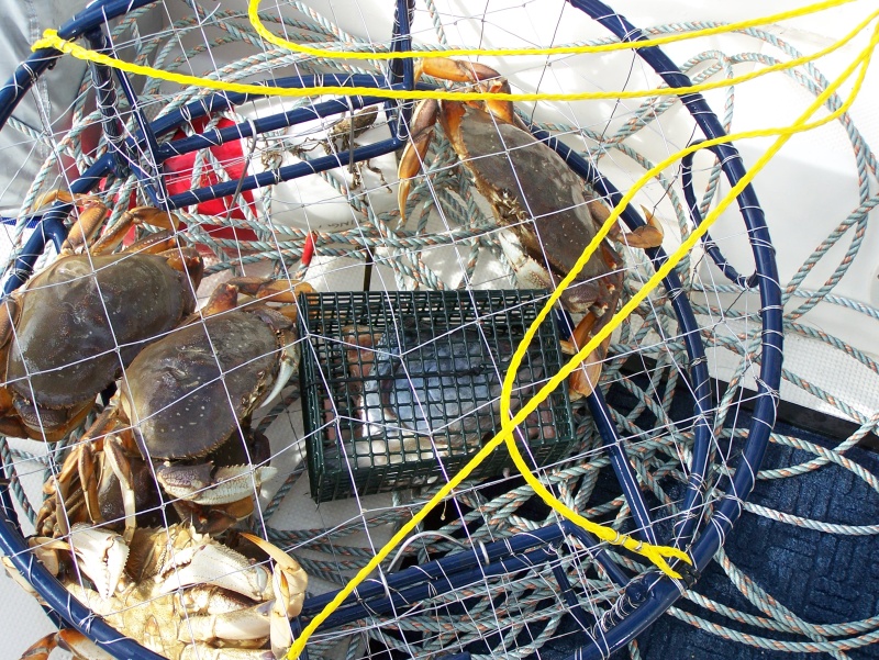 A good crab day
