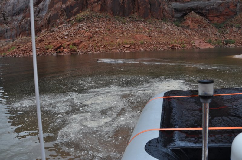 A huge log even floated by
