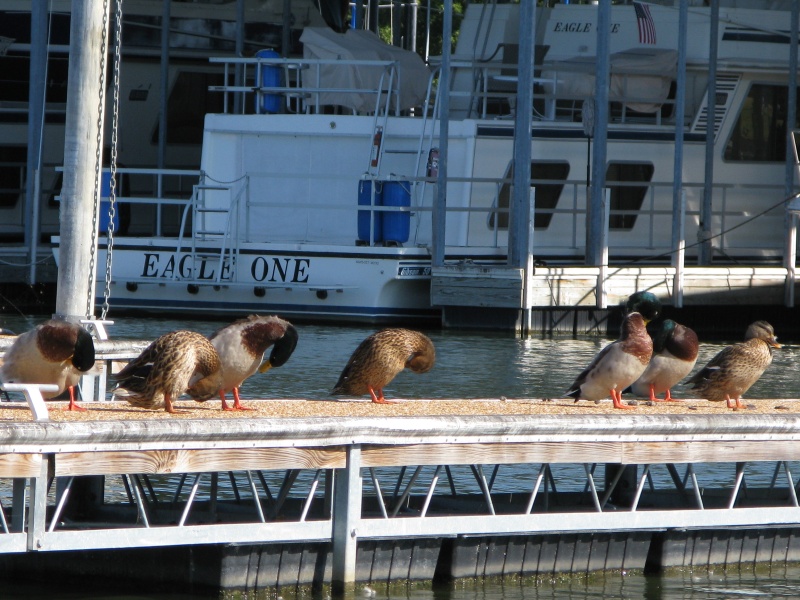 A last shot of the group grooming session.