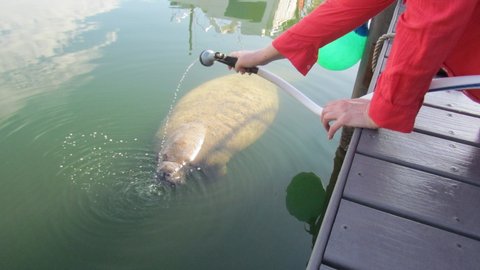 A manatee on the other side of the boat next to us.