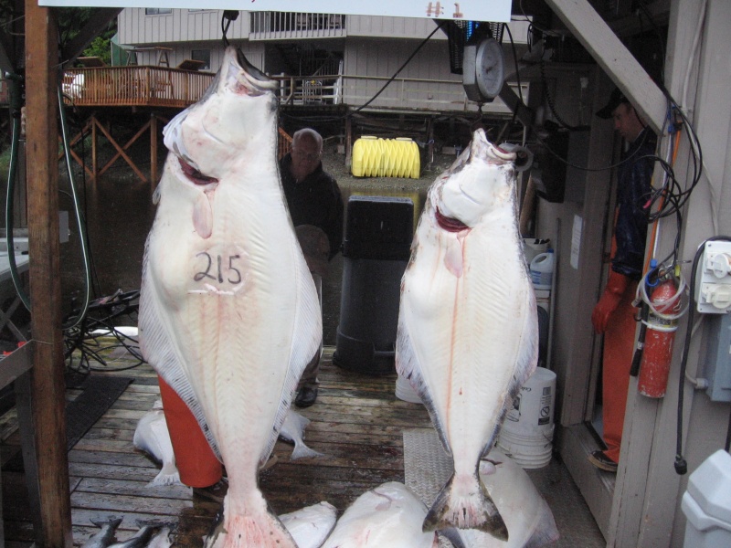 a nice pair of fish we got for the Salmon & Steelhead Journal writter