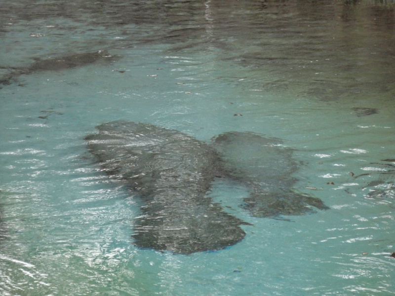 A pair of manatees at Fanning Springs