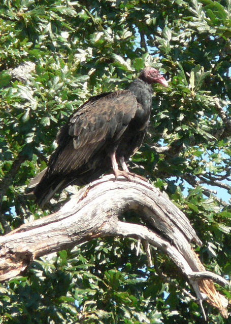 A Turkey vulture waits for visitors to depart so it can continue gorging on a putrid dead seal nearby (caption corrected 7/29)