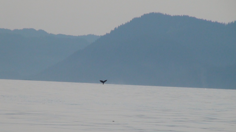 A whales tail Fredrick Sound
