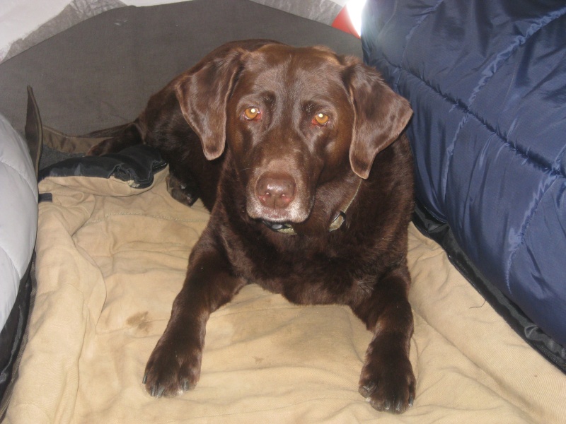 Abby 10 years young