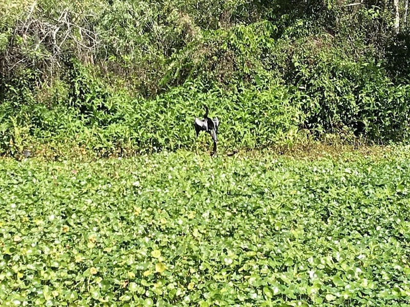 About the center of the photo is a black bird with his wings spread out. This is an Anhinga. They open their wings like this to dry.