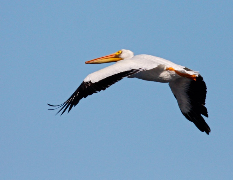 American White Pelican Flyby