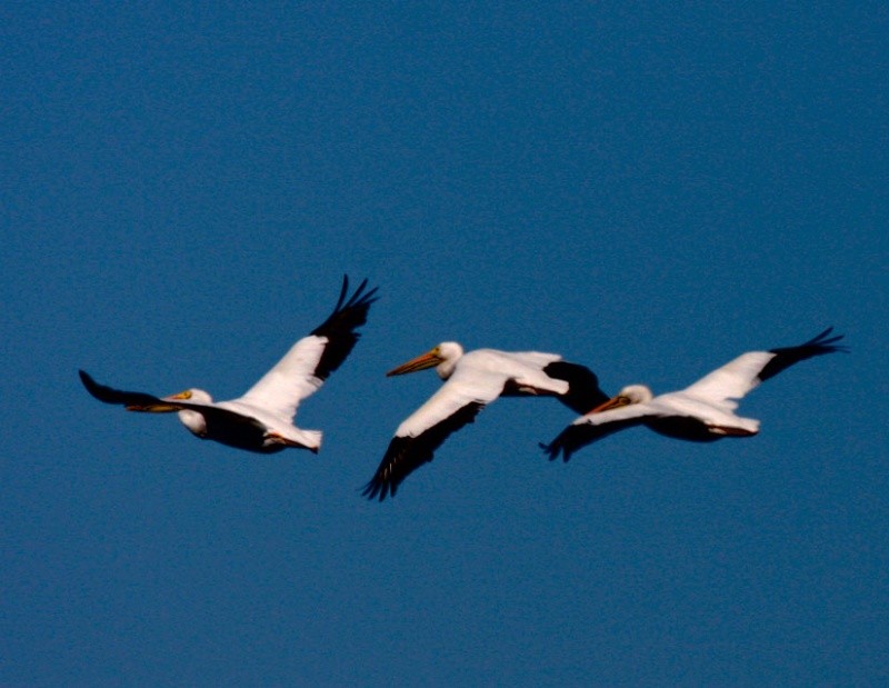 American White Pelican Formation of 3