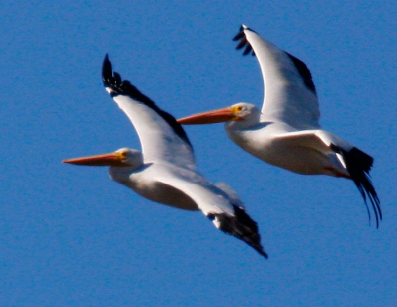 American White Pelican Pair