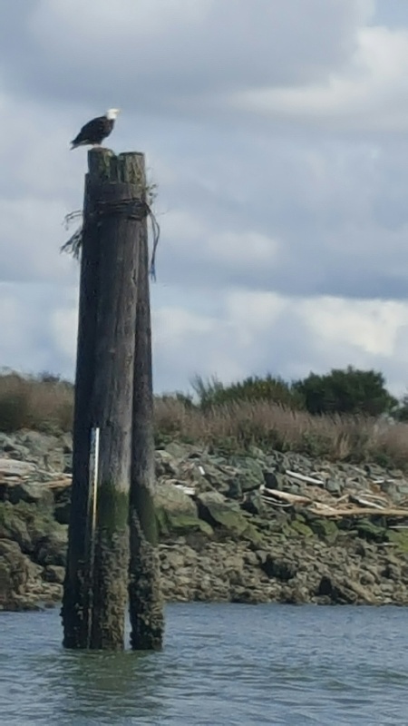 An eagle on the channel